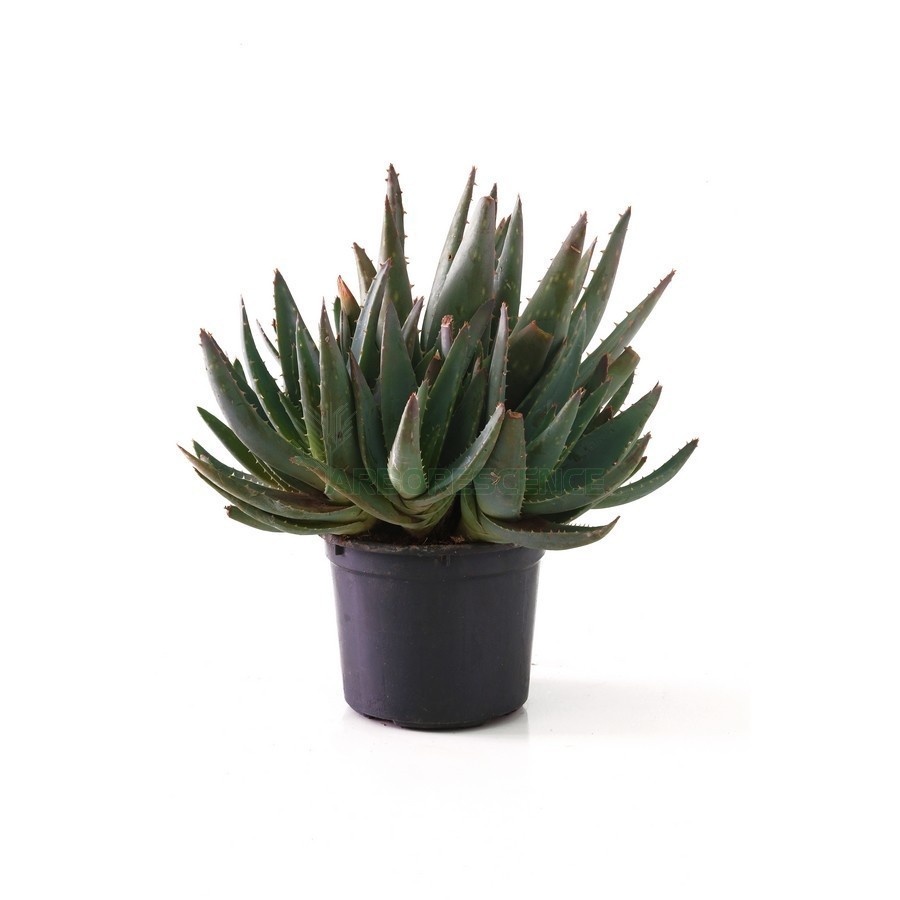 ALOE BREVIFOLIA
