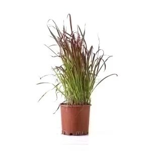 IMPERATA CYLINDRICA