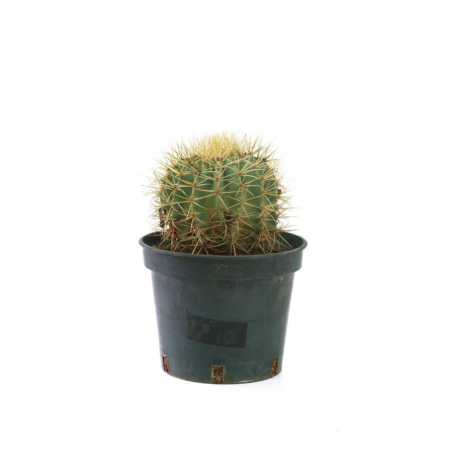 FEROCACTUS GLAUCESCENS