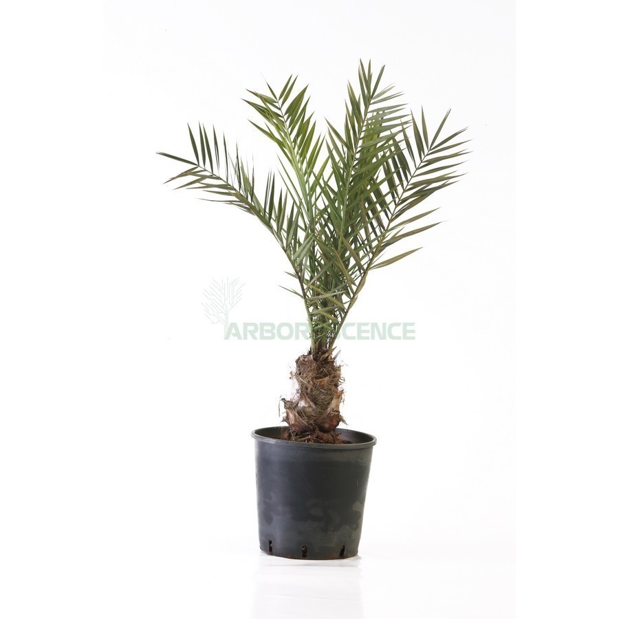 PHOENIX DACTYLIFERA (DATTIER)