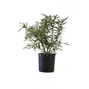NERIUM OLEANDER NAIN