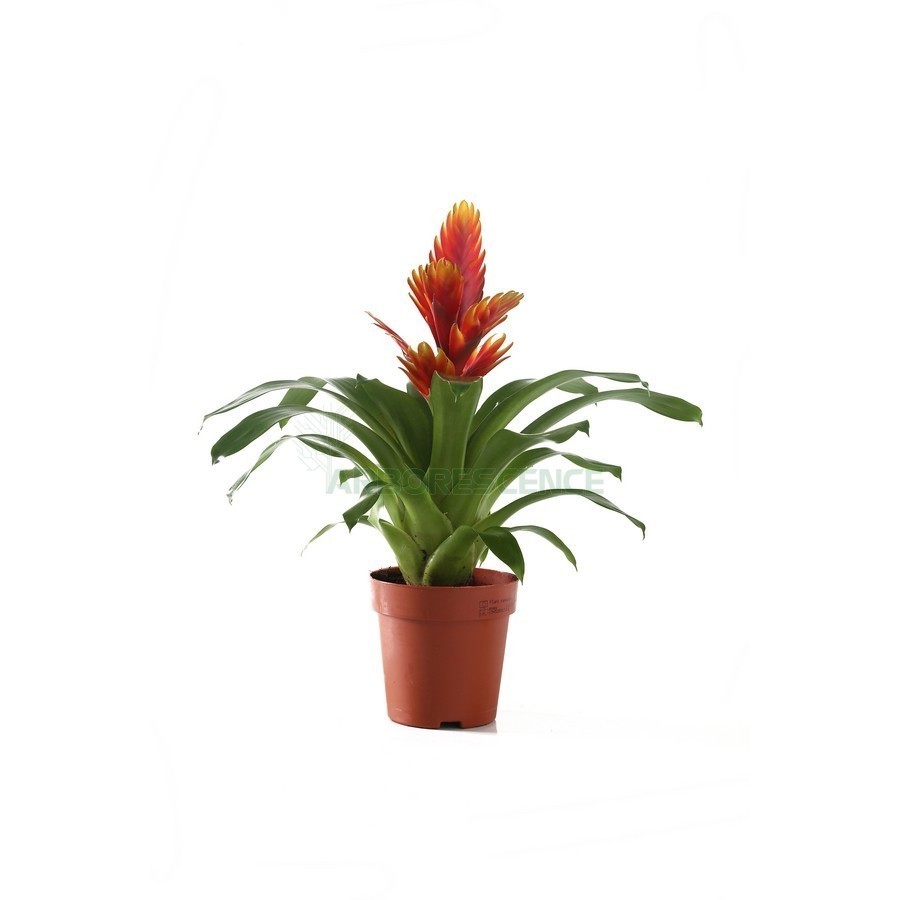 VRIESEA SPLENDENS