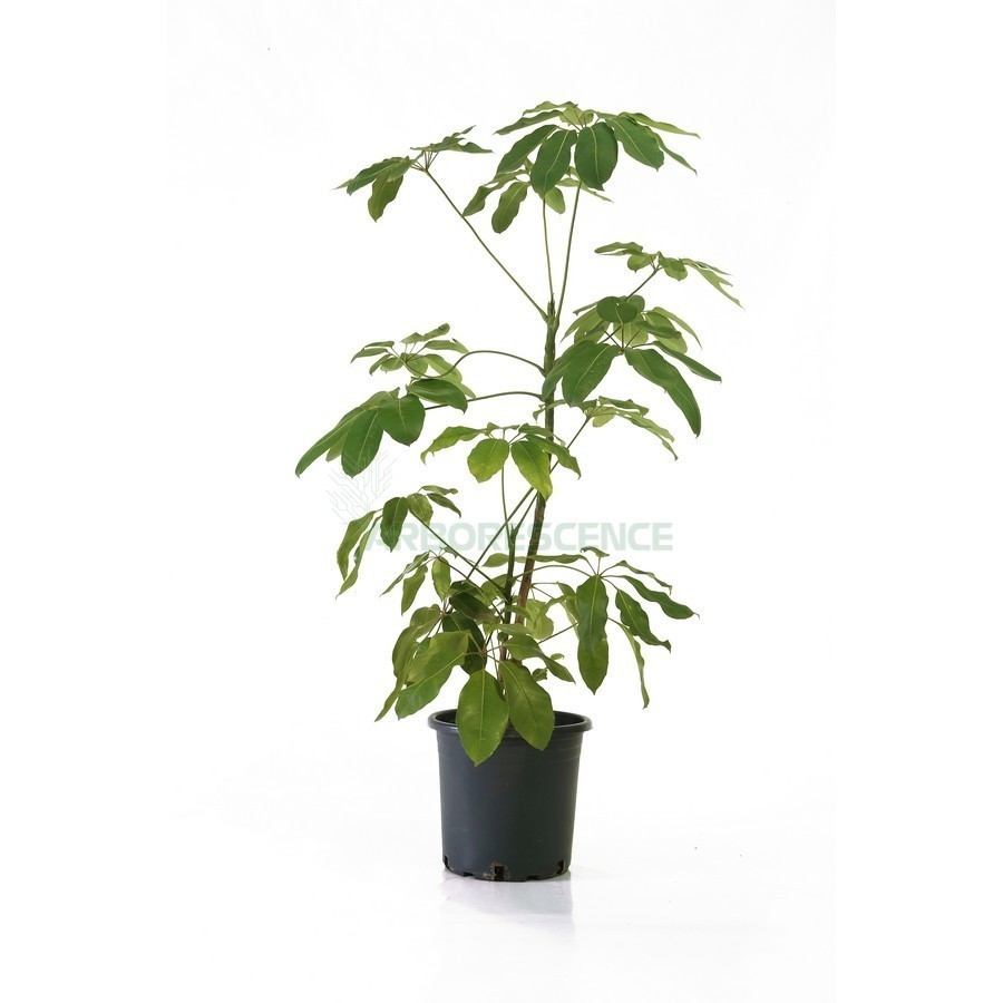 SCHEFFLERA ACTINOPHYLLA