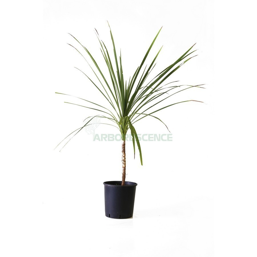 DRACAENA INDIVISA