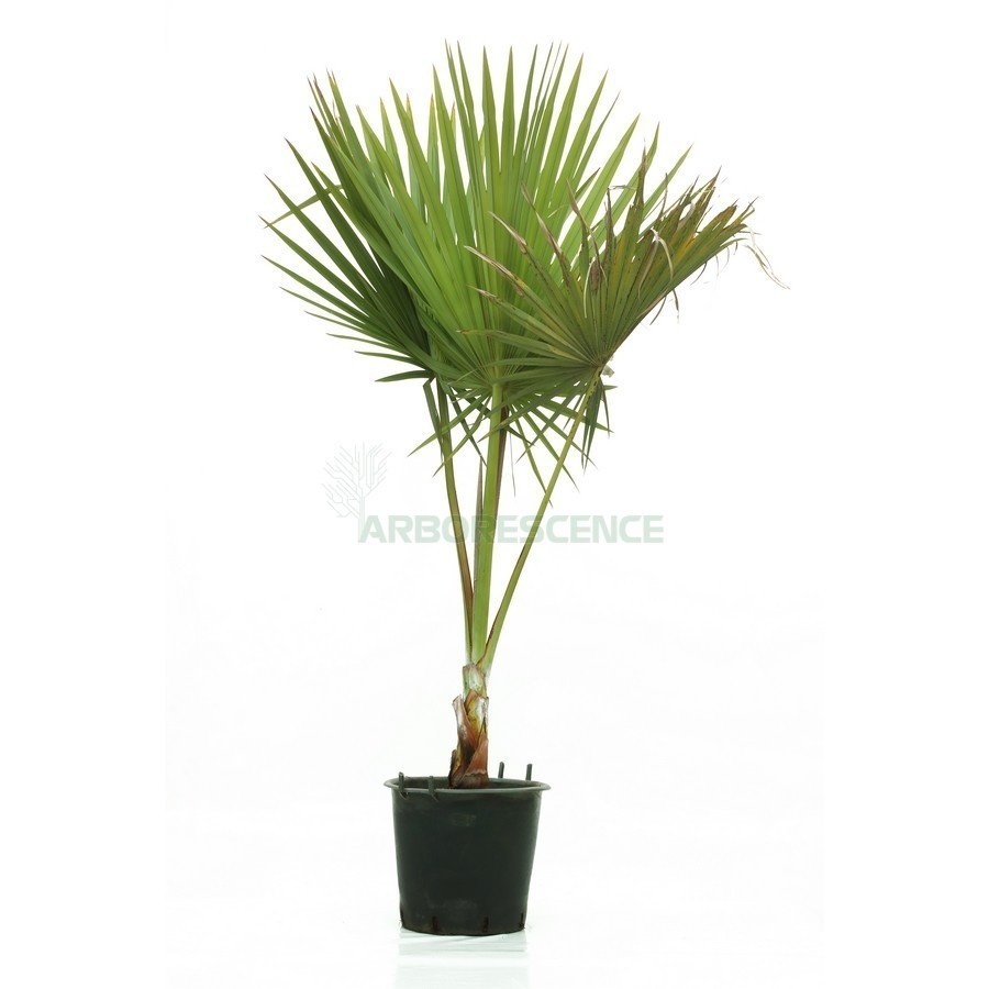 LATANIA LONTAROIDES (LATANIER ROUGE)