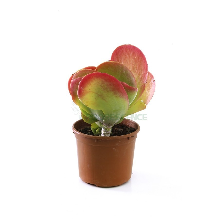 KALANCHOE THYRSIFLORA