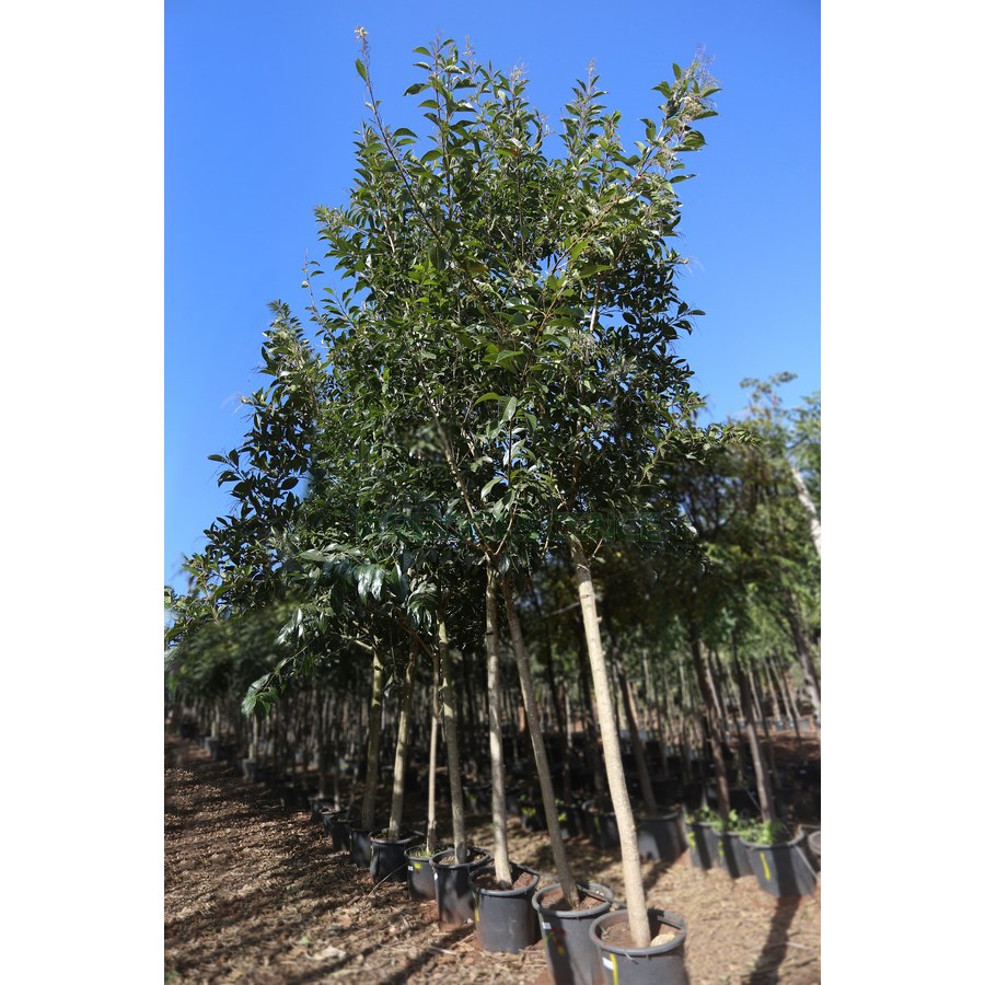 CELTIS AUSTRALIS (MICOCOULIER DE PROVENCE)