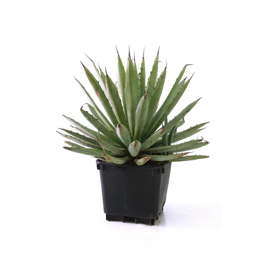 AGAVE MACROACANTHA