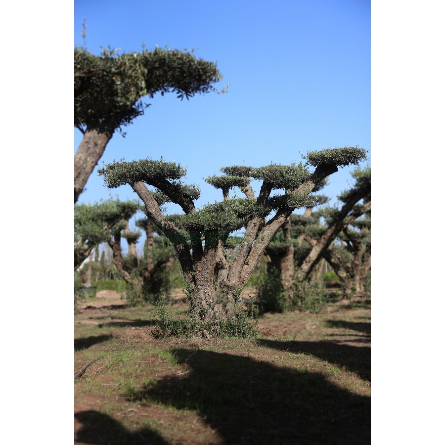 OLEA EUROPAEA 50-60 ANS (TOPIAIRE) (OLIVIER)
