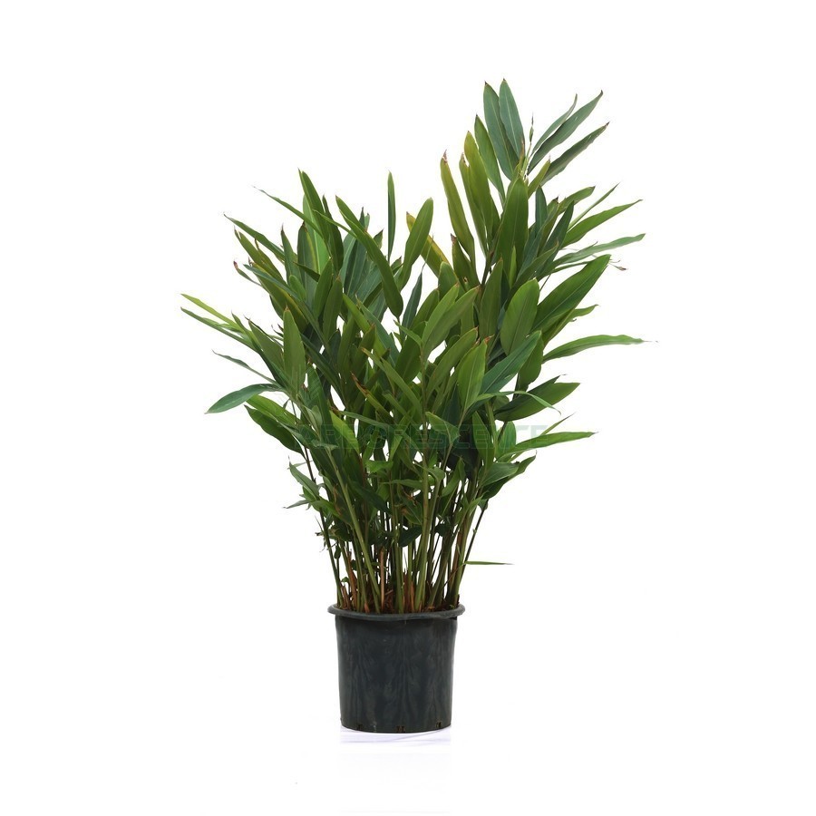 ALPINIA ZERUMBET