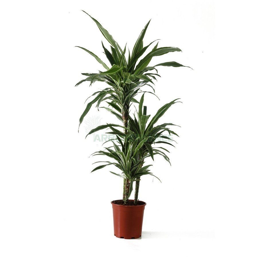 DRACAENA DEREMENSIS