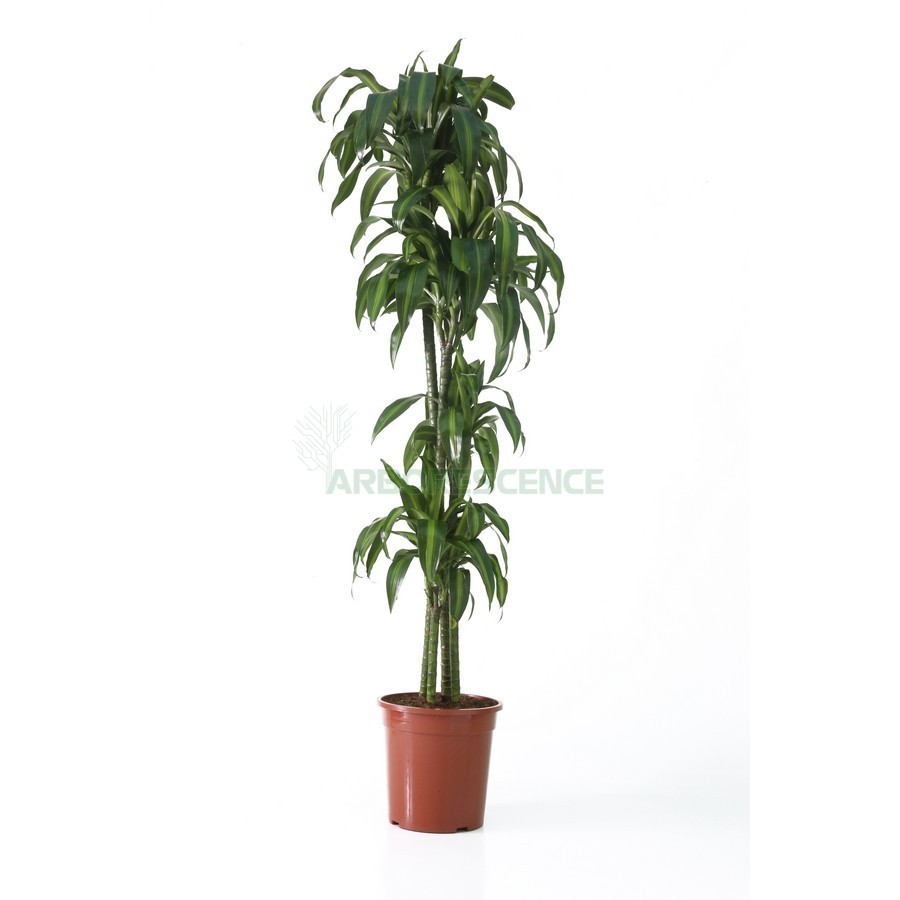 DRACAENA HAWAIIAN SUNSHINE