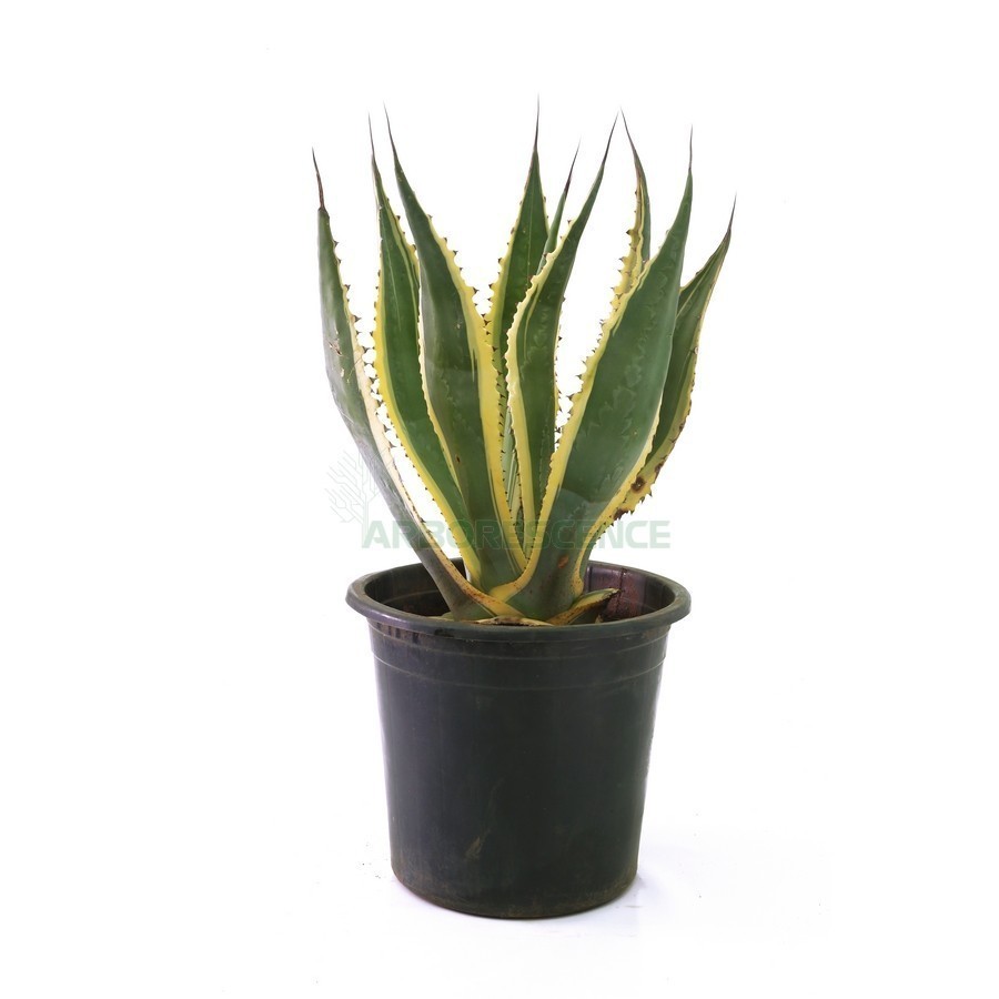 AGAVE AMERICANA / VARIEGATA