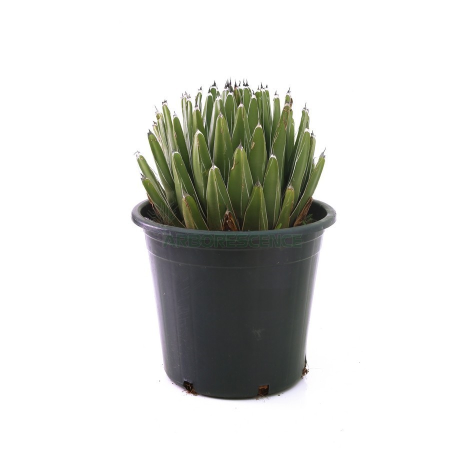 AGAVE VICTORIA REGINAE