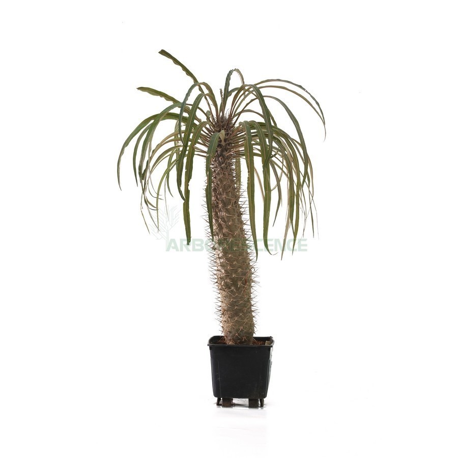 PACHYPODIUM GEAYI