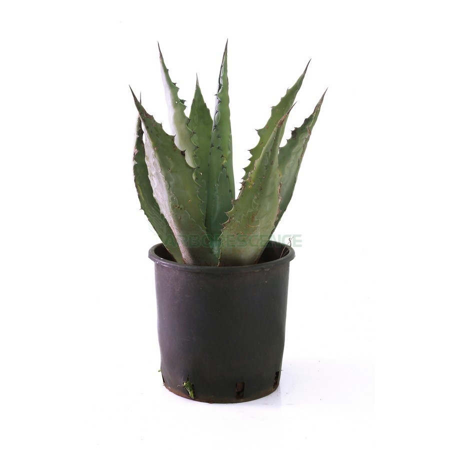 AGAVE AMERICANA