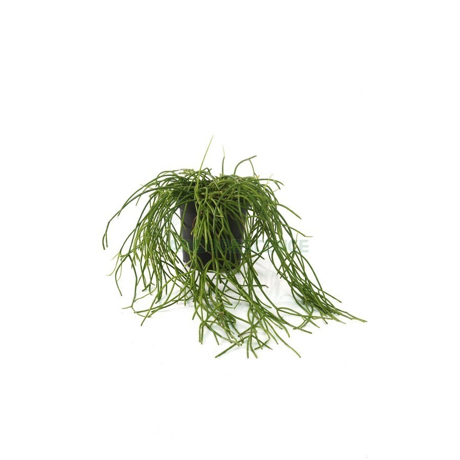 CACTUS COLGAR SUSPENDU TP