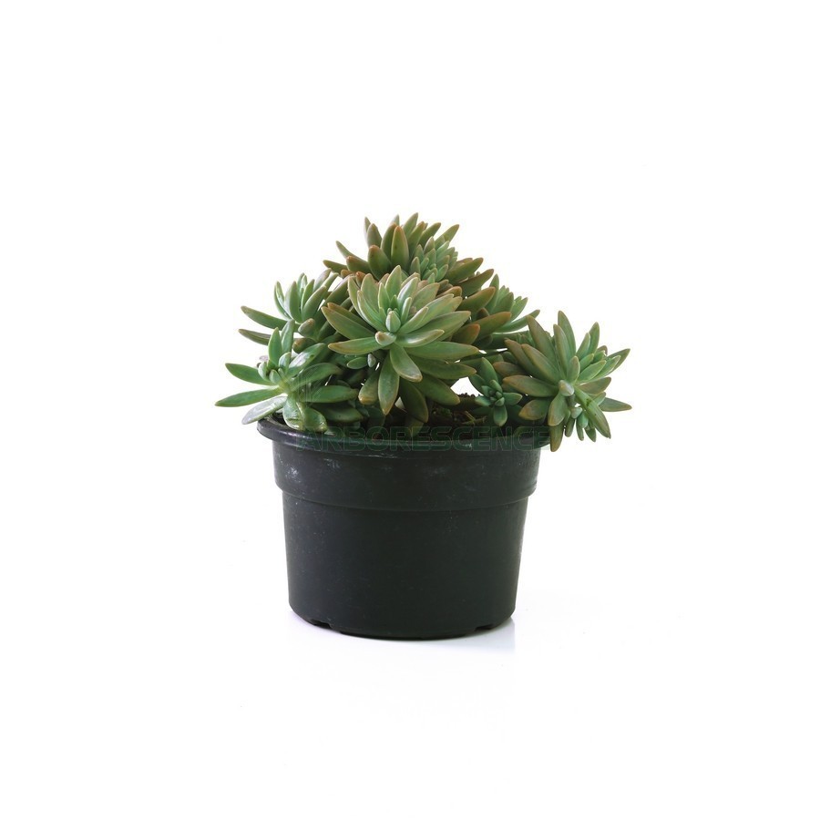 SEDUM HISPANICUM