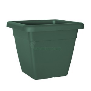 Variant 12