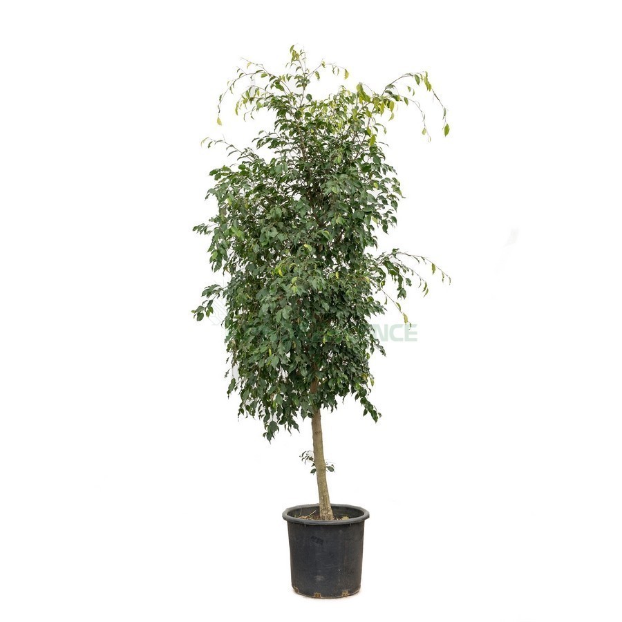 FICUS BENJAMINA