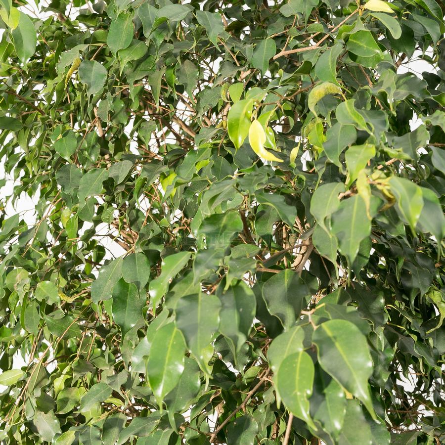 Additional view