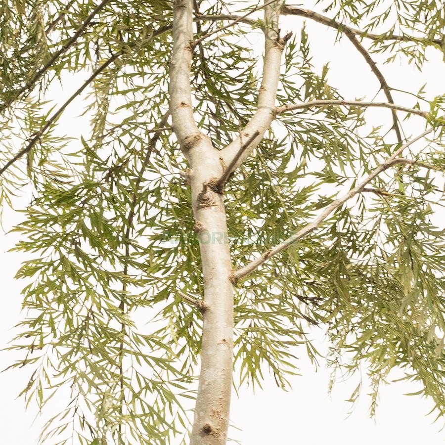 Additional view