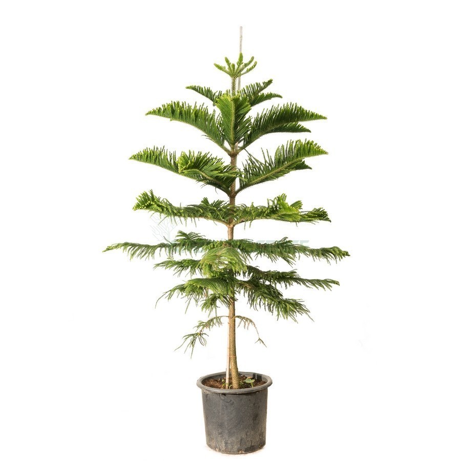 ARAUCARIA EXCELSA