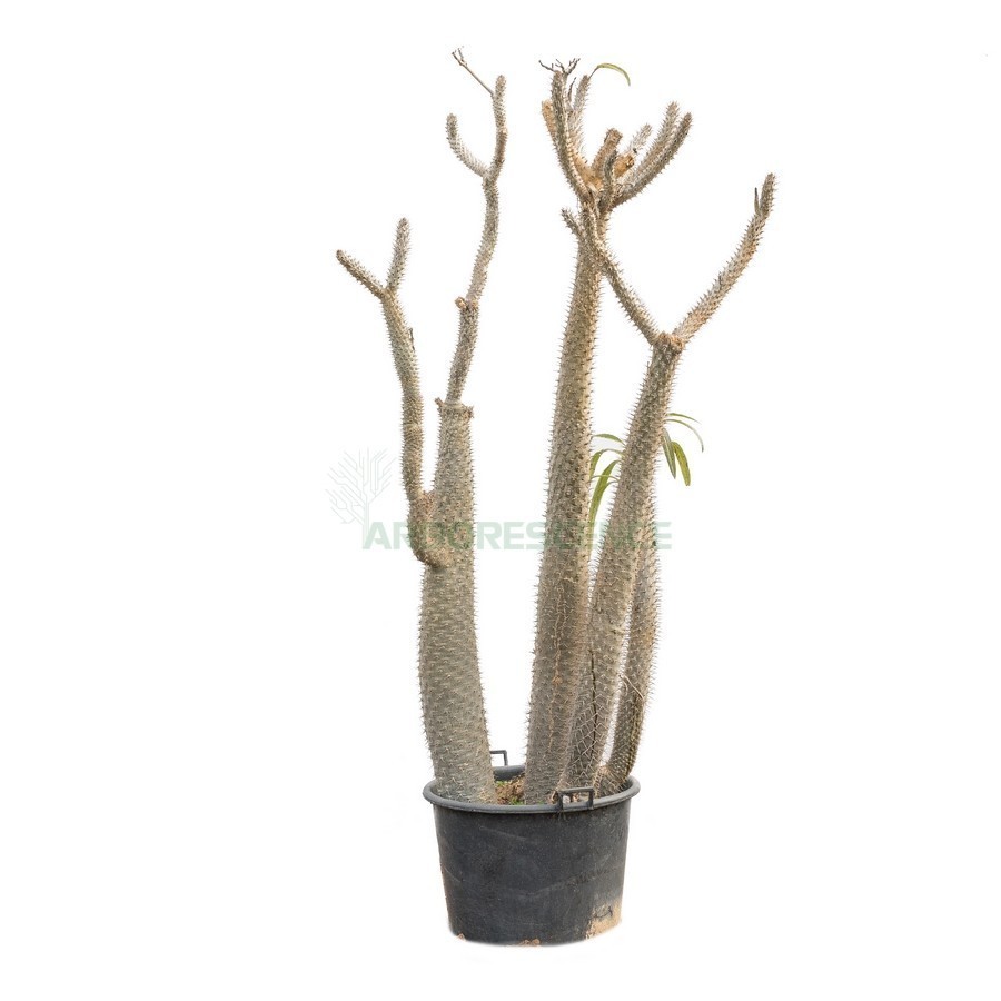 PACHYPODIUM LAMEREI GM