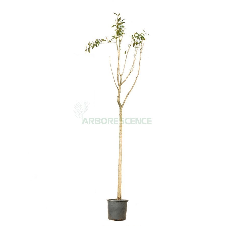CITHAREXYLUM QUADRANGULARE