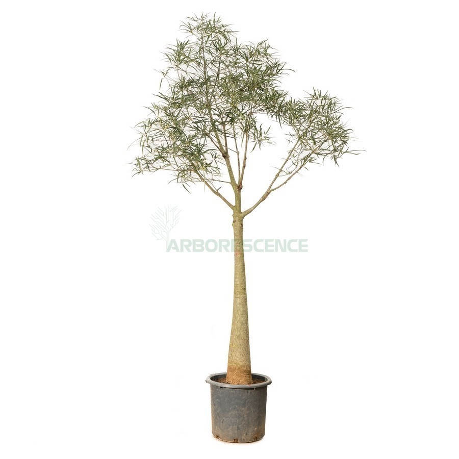 BRACHYCHITON RUPESTRIS (ARBRES BOUTEILLE)