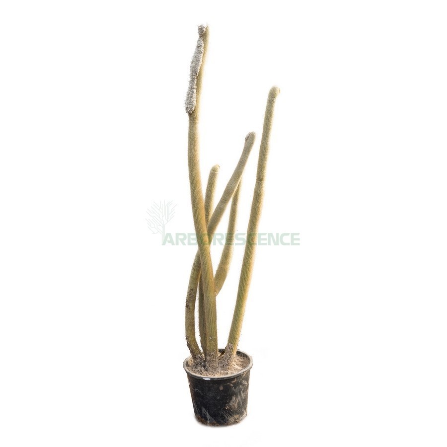PSEUDO ESPOSTOA MELANOSTELE