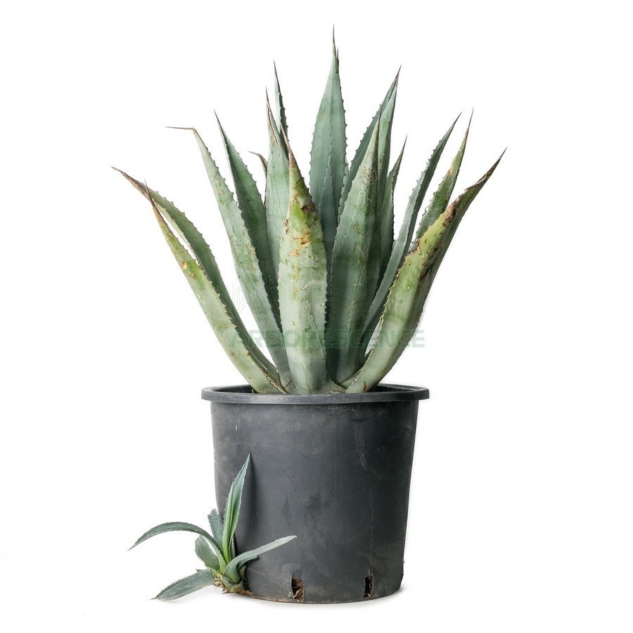 AGAVE FRANZOSINII