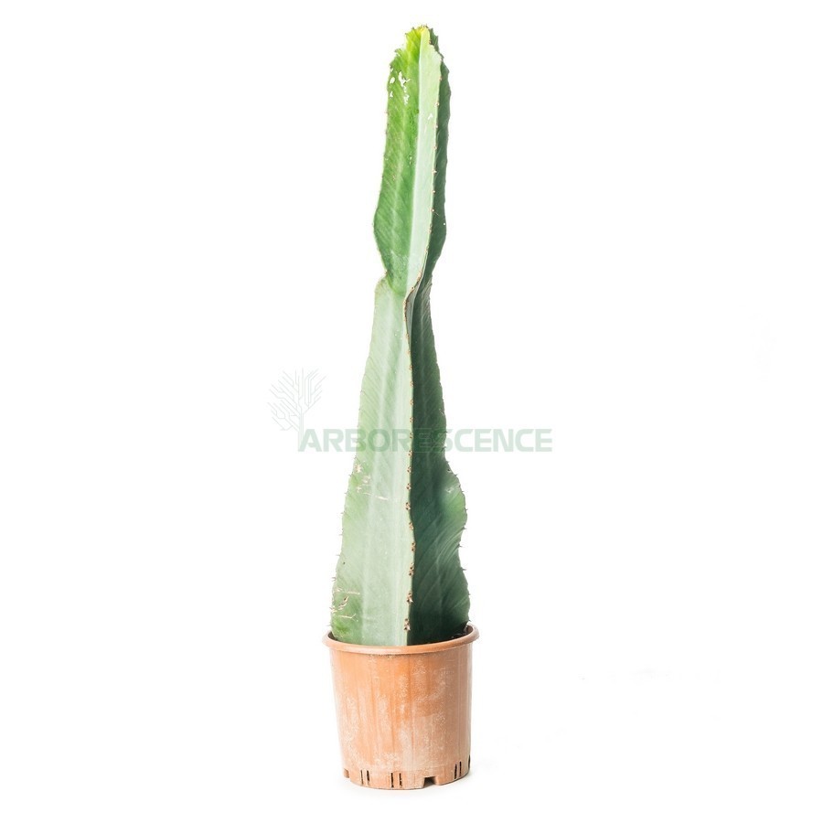 EUPHORBIA CANDELABRUM