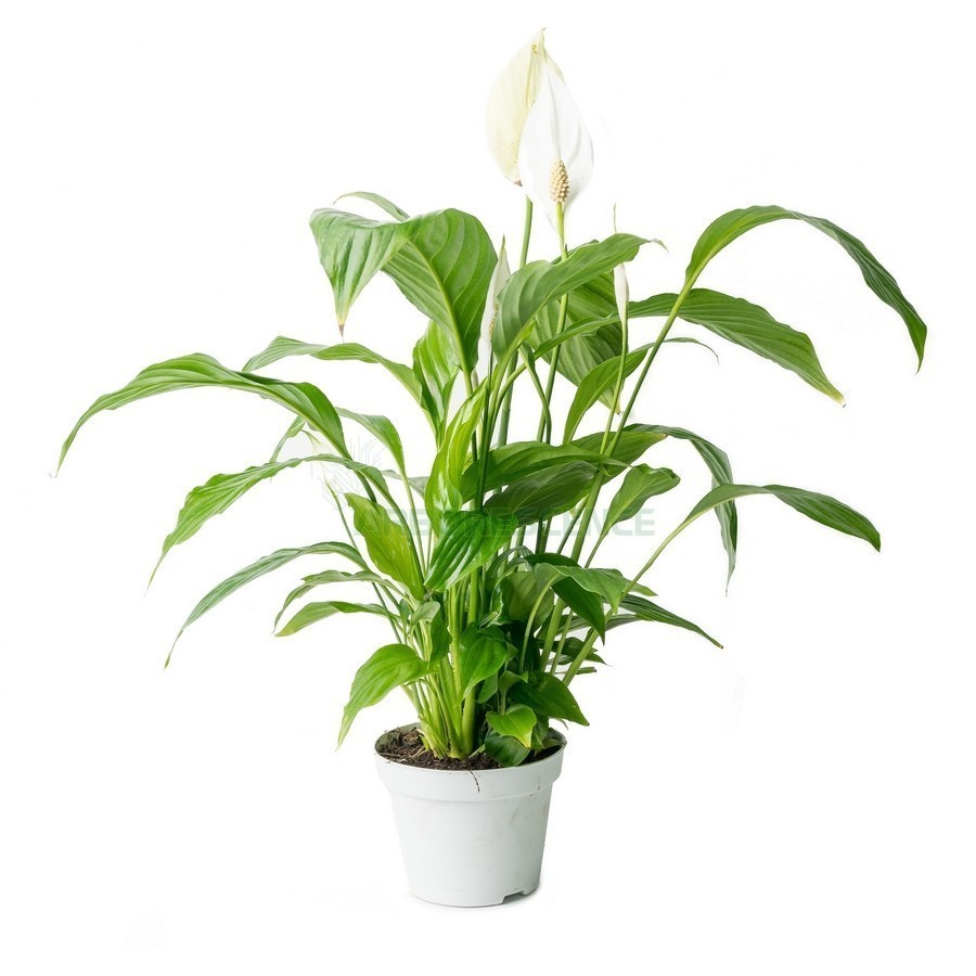 SPATHIPHYLLUM "SWEET SILVIO"