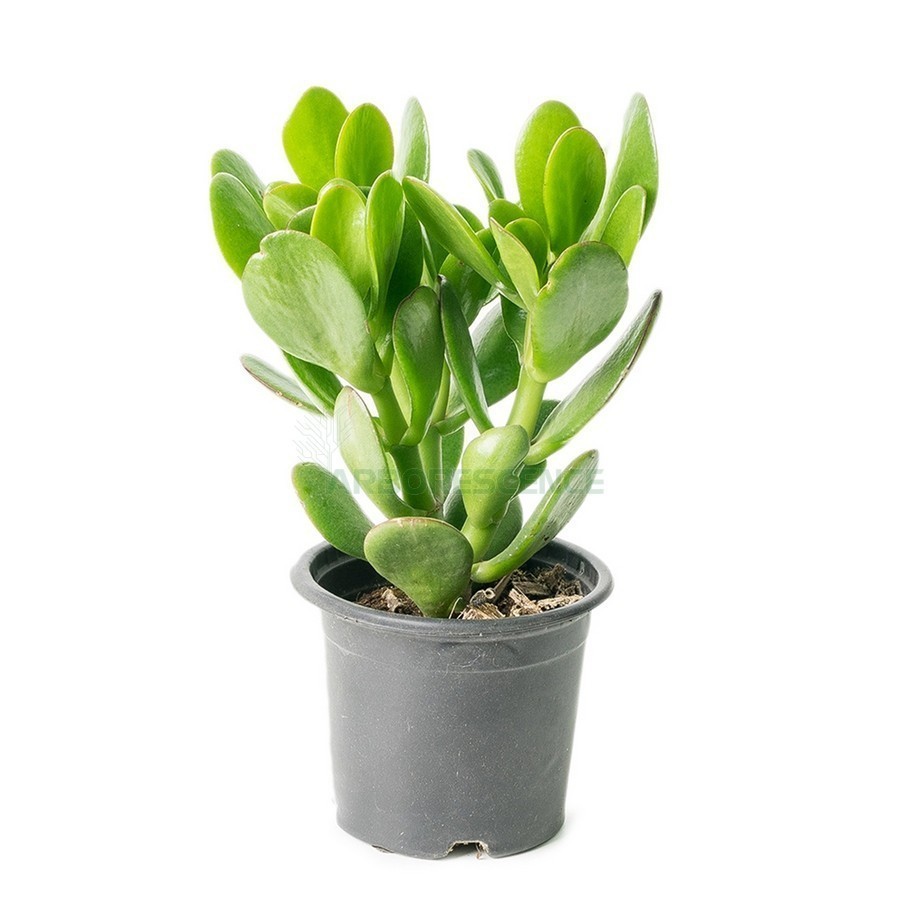 CRASSULA