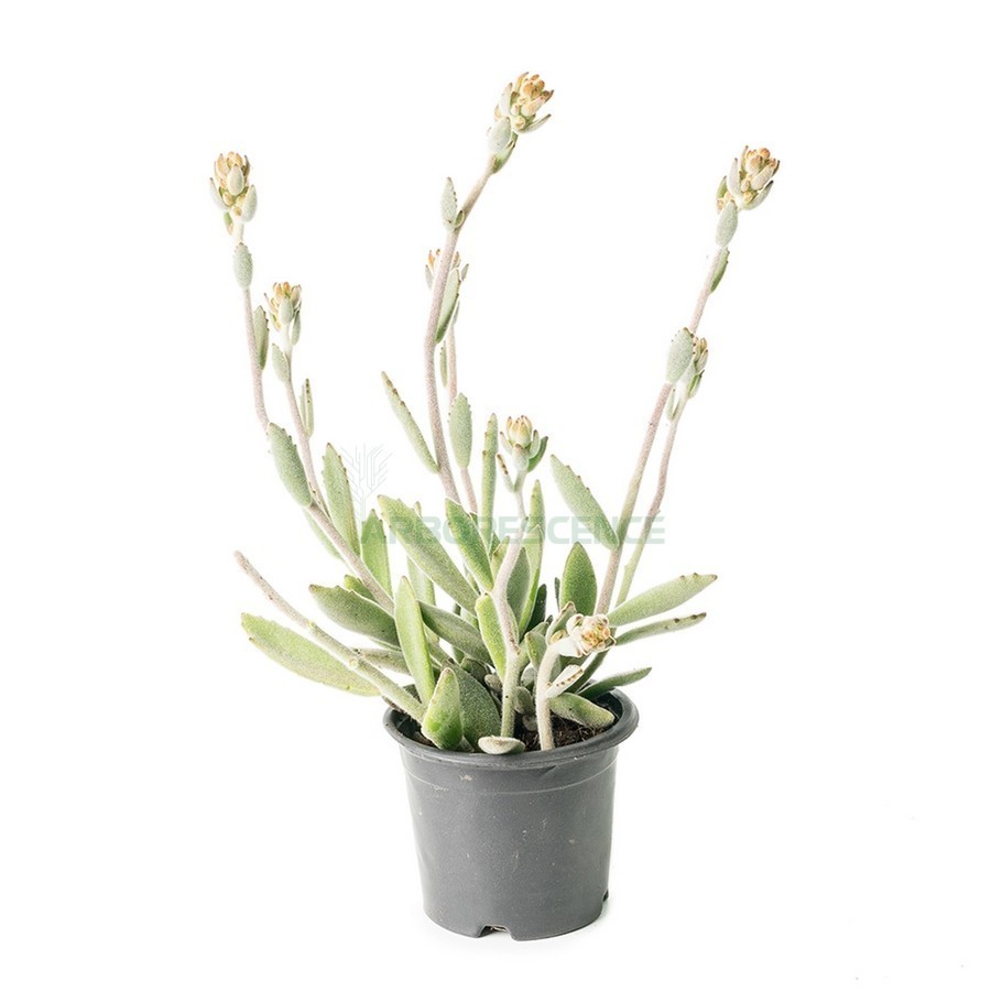 KALANCHOE TOMENTOSA