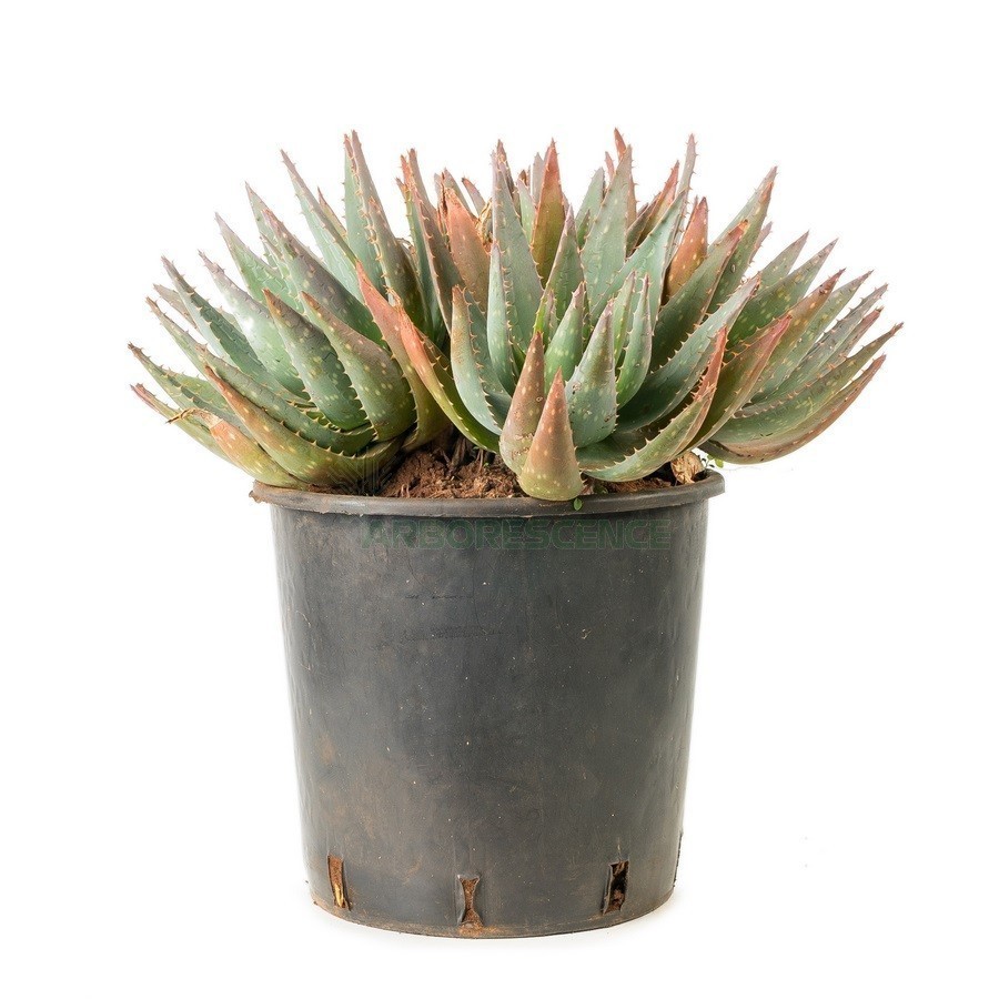 ALOE BREVIFOLIA