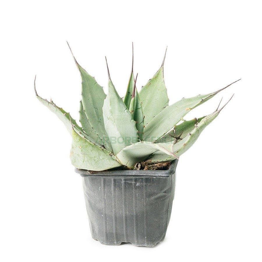 AGAVE PARRYI