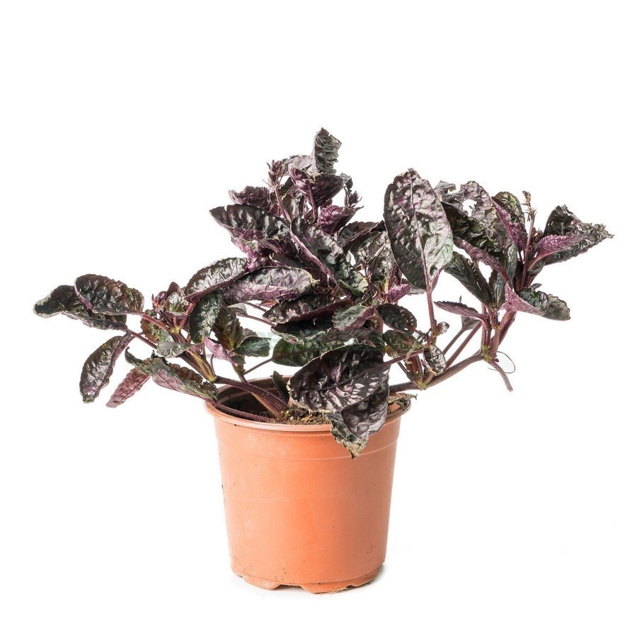ACHYRANTHE