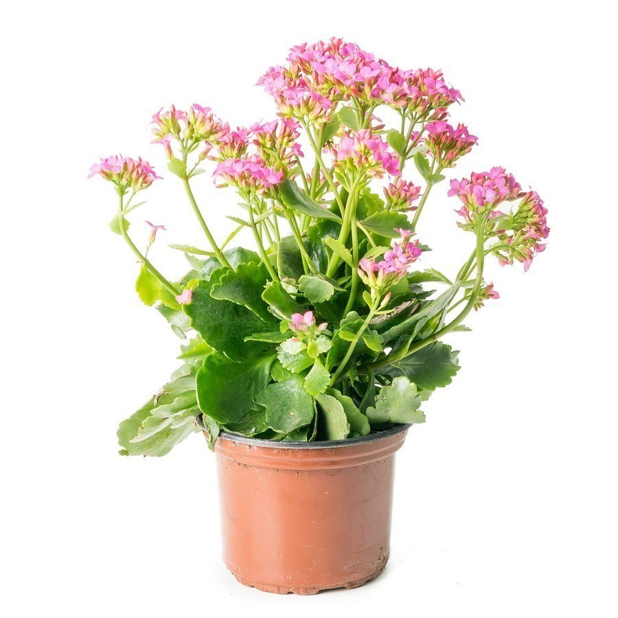 KALANCHOE FLEUR