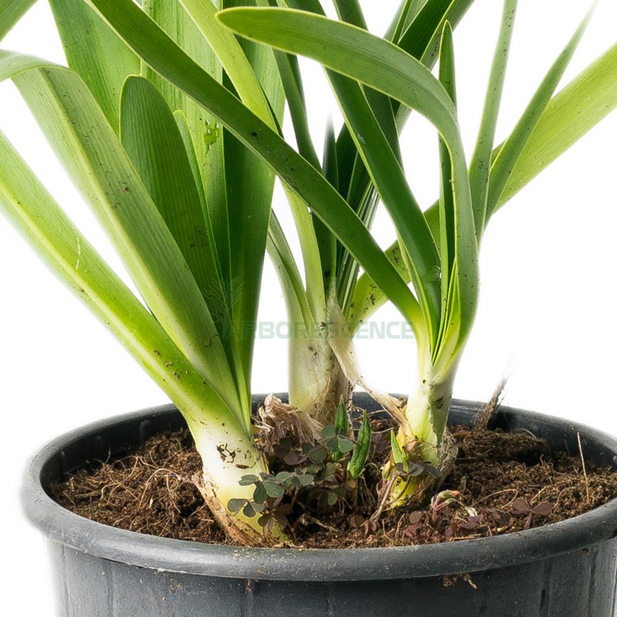AGAPANTHUS UMBELLATUS
