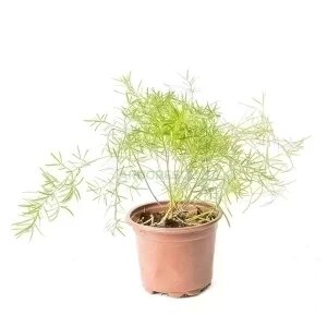 ASPARAGUS SPRENGERI