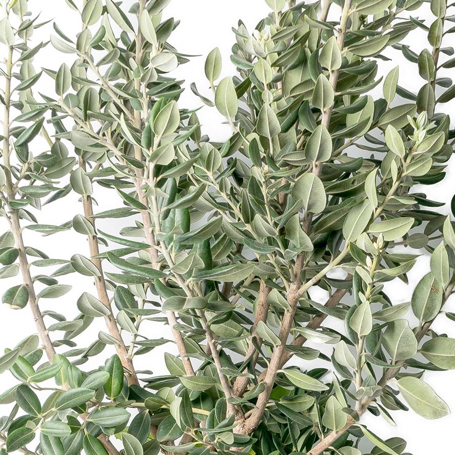 Variant 5