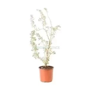 ATRIPLEX HALIMUS
