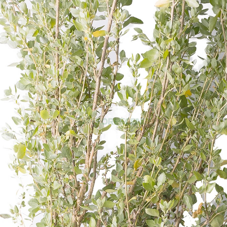 ATRIPLEX SEMIBACCATA