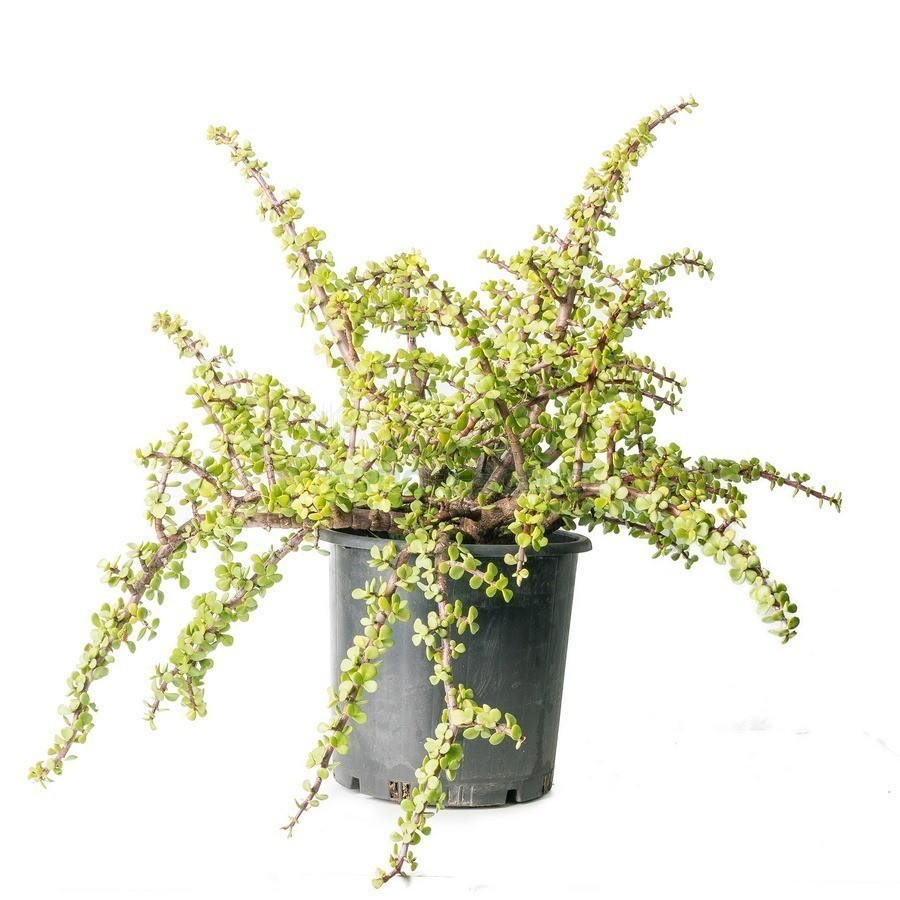 PORTULACARIA