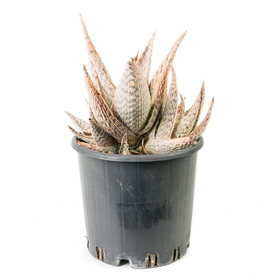 ALOE LATERITIA