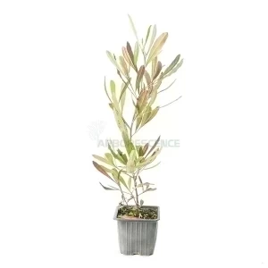 DODONAEA VISCOSA PURPUREA