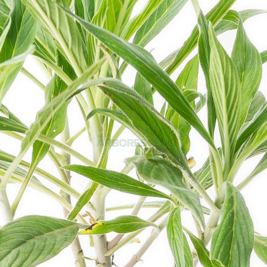 ECHIUM FASTUOSUM