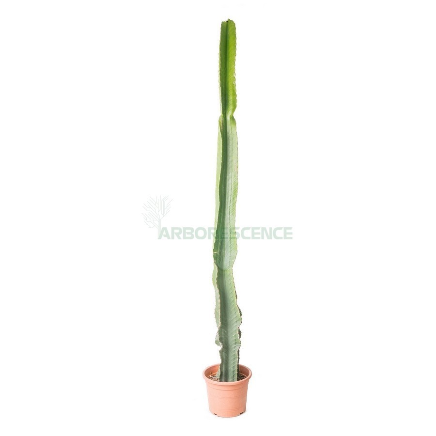 EUPHORBIA CANDELABRUM